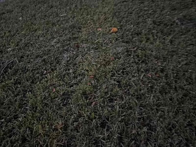 Leaf Removal service in Coral Springs, 33065