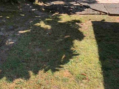 Leaf Removal service in Beaverton, 97005