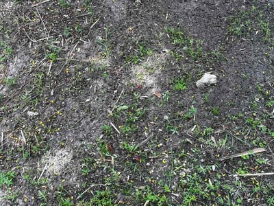 Leaf Removal service in Cape Coral, 33904