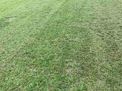 Lawn Care service in Hilton Head Island, 29926