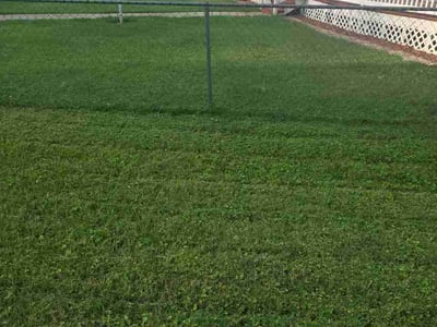 Lawn Care service in ,