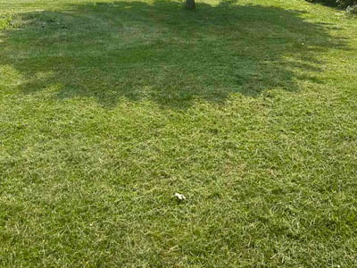 Lawn Care service in Morgantown, 26505