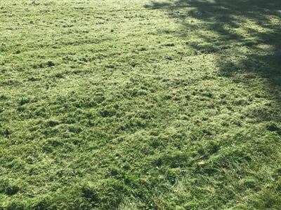 Lawn Care service in Traverse City, 49684