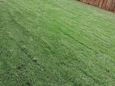 Lawn Care service in Laredo, 78040
