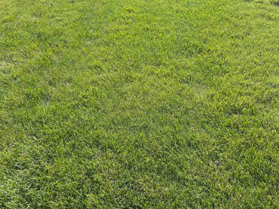 Lawn Care service in Ann Arbor, 48104