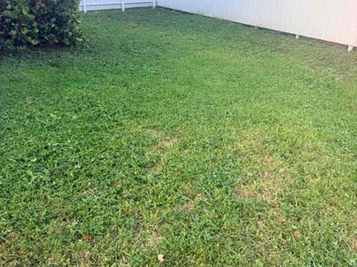 Lawn Care service in North Miami Beach, 33162