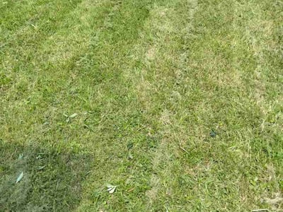 Lawn Care service in Broomall, 19008