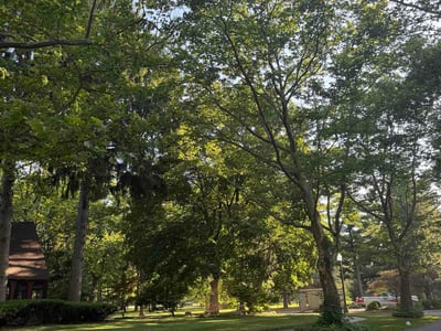 Lawn Care service in Southgate, 48195
