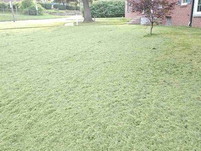 Lawn Care service in Clinton, 06413
