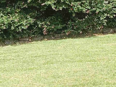 Lawn Care service in Jacksonville, 72076