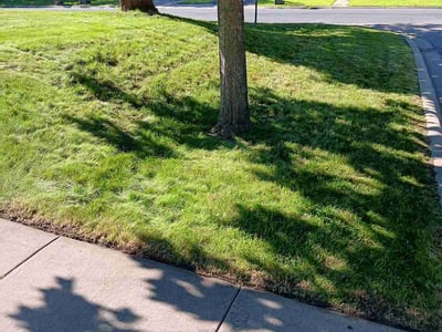 Lawn Care service in Monticello, 55362