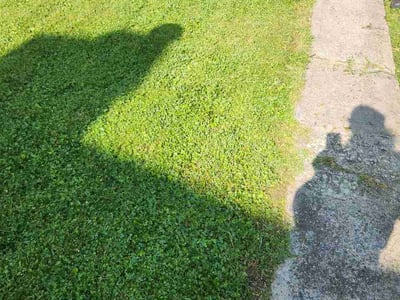 Lawn Care service in Denver, 17517
