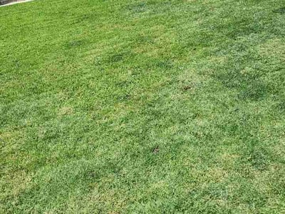 Lawn Care service in Allen, 75013
