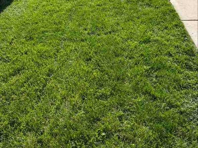 Lawn Care service in Mukwonago, 53149