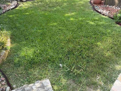 Lawn Care service in La Vernia, 78121