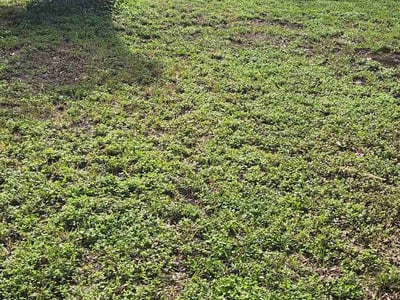 Lawn Care service in La Vernia, 78121