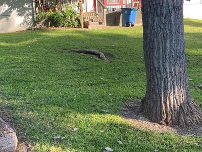 Lawn Care service in Granger, 76530