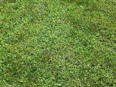 Lawn Care service in Westmoreland, 37186