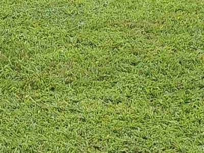 Lawn Care service in Soddy Daisy, 37379