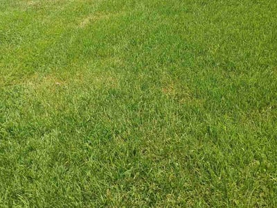 Lawn Care service in La Porte, 77571