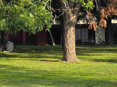 Lawn Care service in Stone Oak, 78258