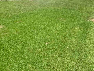 Lawn Care service in Chapin, 29036