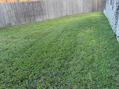 Lawn Care service in Stone Oak, 78258