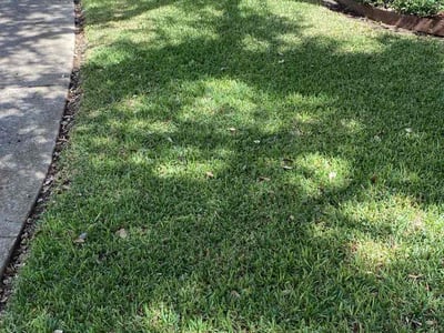 Lawn Care service in Dale, 78616