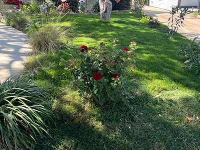 Lawn Care service in Floresville, 78114