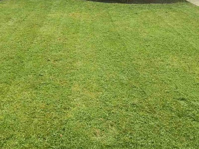 Lawn Care service in Latrobe, 15650