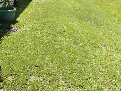Lawn Care service in Randleman, 27317