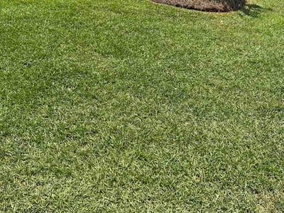 Lawn Care service in Winnsboro, 29180