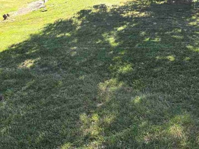 Lawn Care service in Danbury, 06810