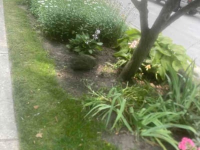 Lawn Care service in Swanton, 43558