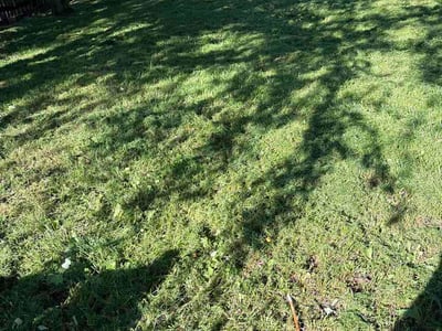 Lawn Care service in McKees Rocks, 15136