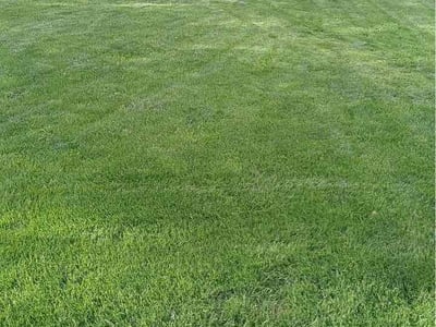 Lawn Care service in Morrison, 80465