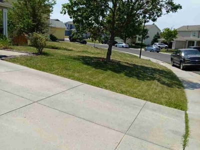 Lawn Care service in Morrison, 80465