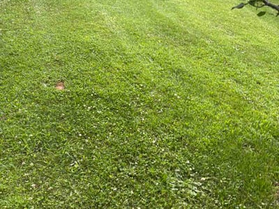 Lawn Care service in Arden, 28704