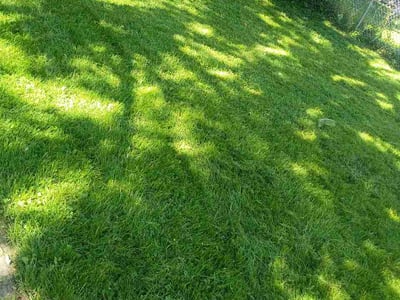 Lawn Care service in Euclid, 44123