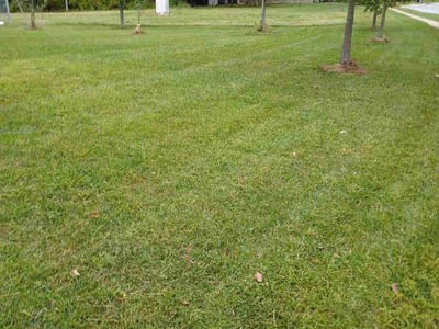 Lawn Care service in Montgomery Village, 20886