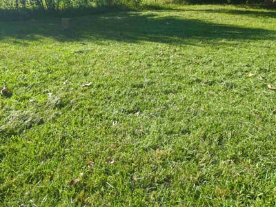 Lawn Care service in Waxhaw, 28173