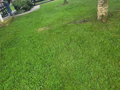 Lawn Care service in Glen Burnie, 21061