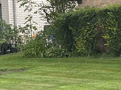 Lawn Care service in Redford Charter Township, 48239