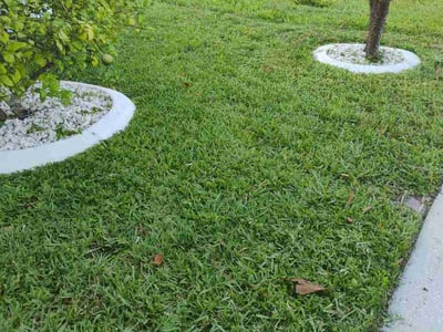 Lawn Care service in Land O Lakes, 34639