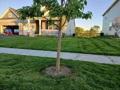 Lawn Care service in Carpentersville, 60110