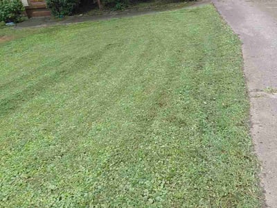 Lawn Care service in Sharpsburg, 30277