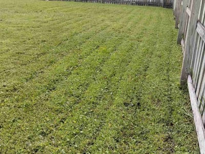 Lawn Care service in Oldsmar, 34677