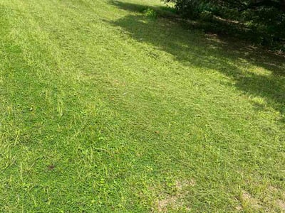 Lawn Care service in Milton, 32570