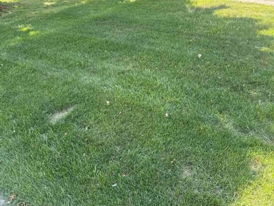 Lawn Care service in Rochester Hills, 48307