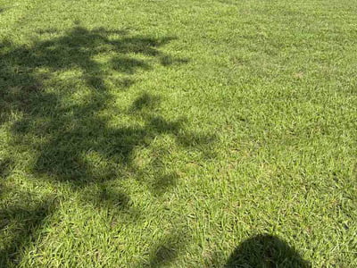 Lawn Care service in Winter Haven, 33881